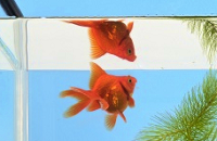 ���j�C���[�W